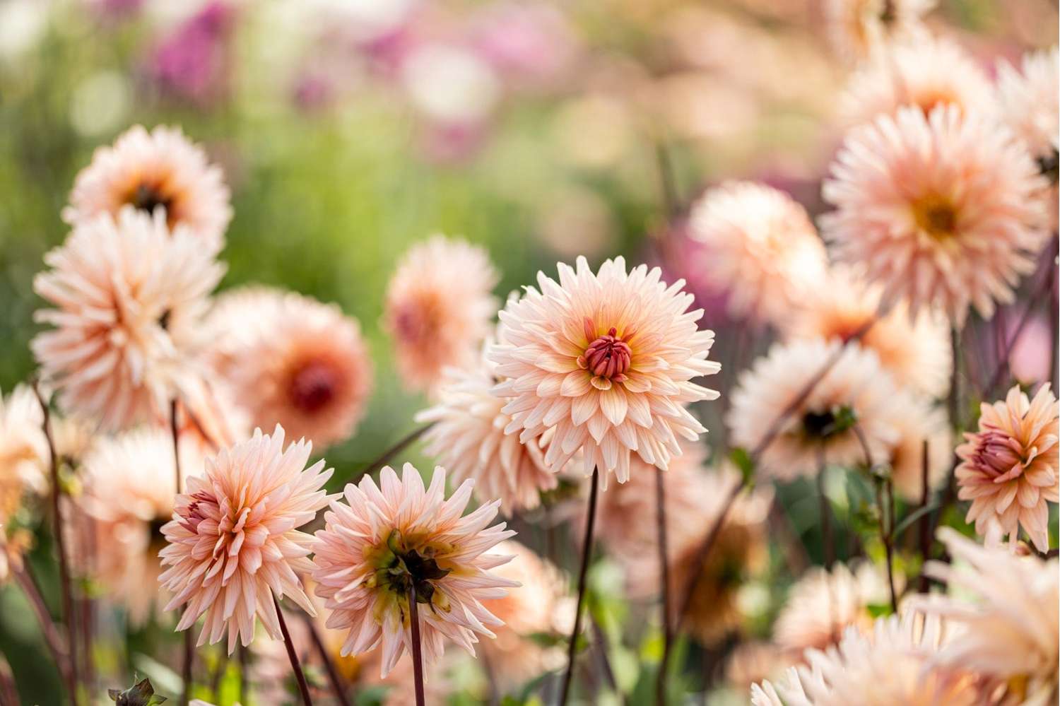 Dahlia 'Preference'